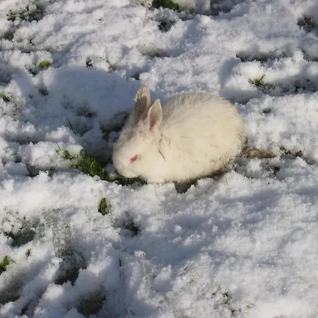 Comme A La Ferme 3* Durbuy