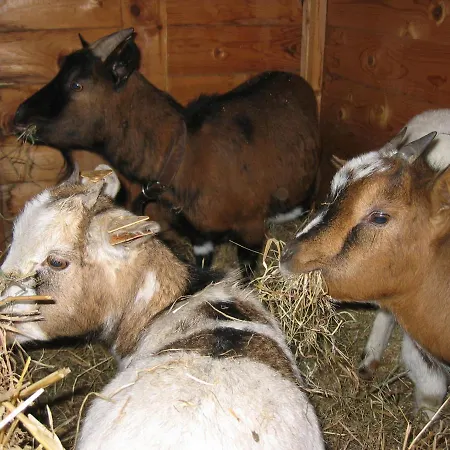 Bed & Breakfast Comme A La Ferme Durbuy